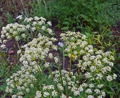 Ligusticum porteri