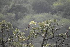 Halcyon smyrnensis