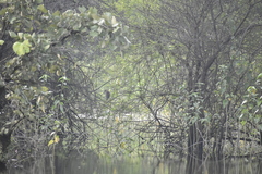 Nycticorax nycticorax