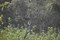 Microcarbo niger