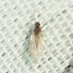 Lestremiinae