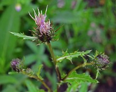 Cirsium osterhoutii