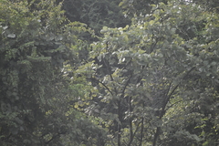 Accipiter badius