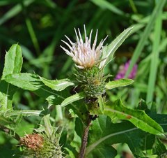 Cirsium osterhoutii