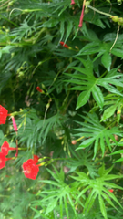 Ipomoea × multifida