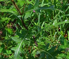 Cirsium osterhoutii