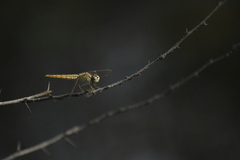 Brachythemis contaminata