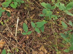 Desmodium obtusum