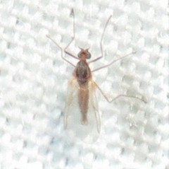 Lestremiinae