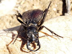 Manticora tuberculata