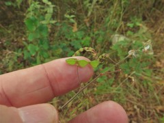 Desmodium obtusum