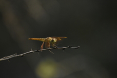 Brachythemis contaminata