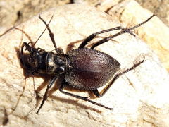 Manticora tuberculata