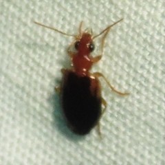 Lebia scapula