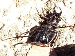 Manticora tuberculata