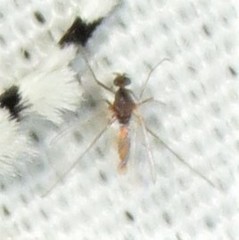 Lestremiinae