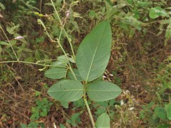 Desmodium obtusum