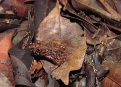 Ischnocnema verrucosa