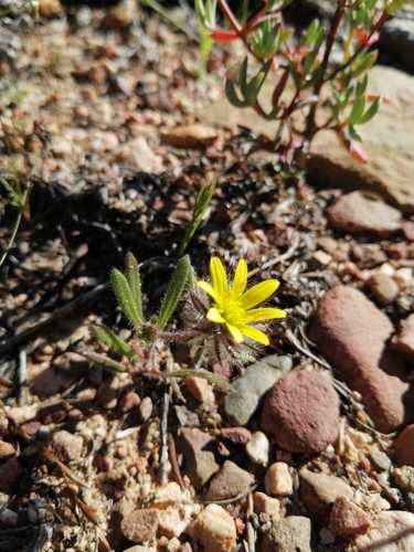 Image of Gorteria piloselloides by (c) Danie Palm, some rights reserved (CC BY)
