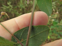 Desmodium obtusum