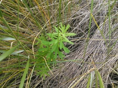 Euphorbia azorica