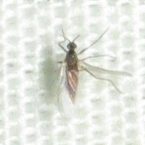 Lestremiinae