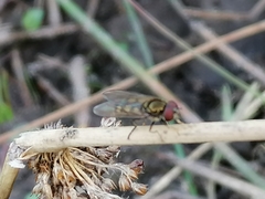 Meliscaeva auricollis