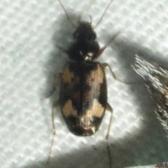 Tetragonoderus
