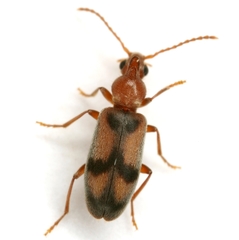 Notoxus haustrus