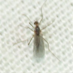 Lestremiinae