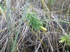 Euphorbia azorica