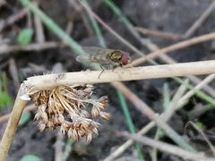 Meliscaeva auricollis