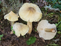 Tricholoma davisiae