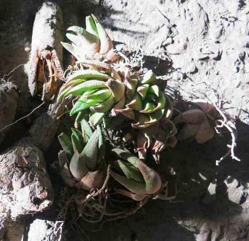 Haworthia scabra Haw. 4