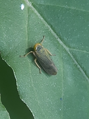Jikradia olitoria