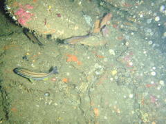 Pomadasys striatus