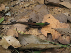 Kentropyx altamazonica