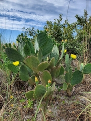 Opuntia tunoidea