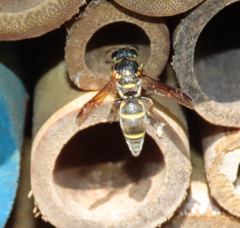 Parancistrocerus fulvipes