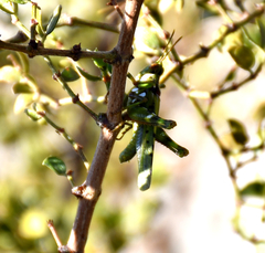 Bootettix argentatus