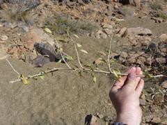 Montinia caryophyllacea