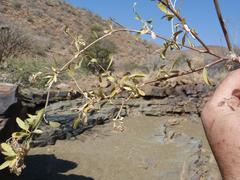 Montinia caryophyllacea