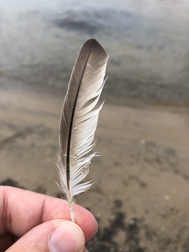 Plume de Grèbe à bec bigarré