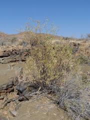 Montinia caryophyllacea