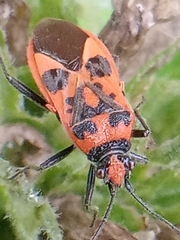 Corizus hyoscyami