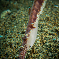 Pleurosicya boldinghi