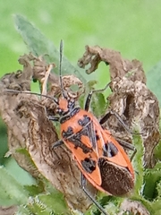 Corizus hyoscyami
