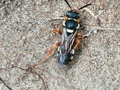 Nomada rufipes