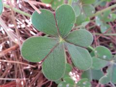 Oxalis pes-caprae sericea