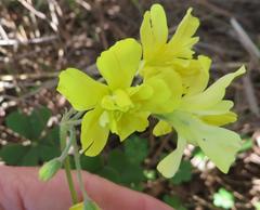 Oxalis pes-caprae sericea